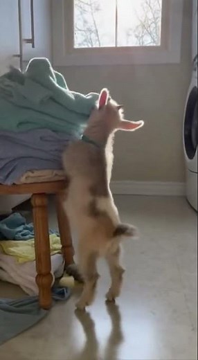 Goat Fail: Hilarious Stool Jump Attempt!