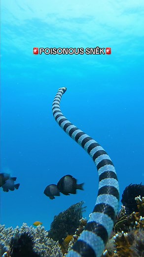 Slithery little snekkkk (that could kill you with one bite) captured by the brave Ke Han #gopro #underwater #underwaterphotography #snake #seasnake #slither #snakes #snakesoftiktok #japan