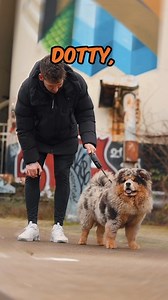 Dotty - Worlds first blue & Tan merle chow chow 🐾Chow Chow 🧬blue & tan merle 🏠Owner @house.of.exclusive.chows Thanks for collaborating with us If you’re interested in content like this & collaborating with us Drop us a DM @pawpointuk ➖ ➖ ➖ #chow #chowchow #chowchowpuppy | PAW POINT UK