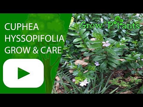 Cuphea hyssopifolia - grow and care