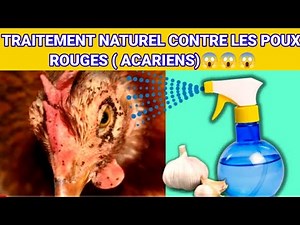 ÉLIMINEZ LES POUX ROUGES CHEZ LES VOLAILLES EN UTILISANT CE PRODUIT