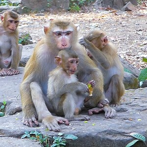 1.1K views · 451 reactions | She is really good mum, always feeding and take care little baby very careful | Monkey Rainbow | Facebook