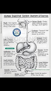 14K views · 120 reactions | Explore the human digestive system with a clean, hand-drawn, notebook-style infographic. This visual explains the anatomy and key functions of each digestive organ in a simple, student-friendly way—perfect for biology learning and exam revision. #HumanDigestiveSystem #BiologyNotes #AnatomyAndPhysiology #ScienceEducation #StudentNotes | InfoPic Notes | Facebook