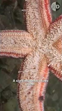 The Scariest Ocean Killer: Starfish