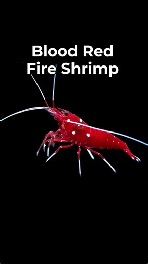 The Fire Shrimp 🦐 is a beautiful deep blood red that will stand out in any reef aquarium. This shrimp is generally hardy and suitable for many aquariums. The tank should have structures that offer caves and recesses for the shrimp to find refuge and establish a cleaning station. Do not be alarmed if you do not observe frequent solicitation and acts of cleaning especially later on since fish tend to experience fewer parasites in captivity. As a consequence of growth, shrimps regularly molt their