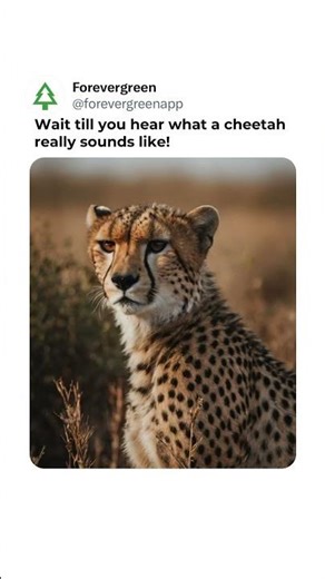 The Cheetah's Meow: Big Cat, Surprising Sound