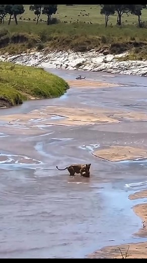 153K views · 1.6K reactions | Lions are strong hunters and work smart...