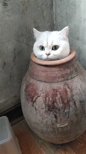 How to Negotiate with Your Cat and Win 😼📜 | 3 Easy Steps #cats | Catsky Designs