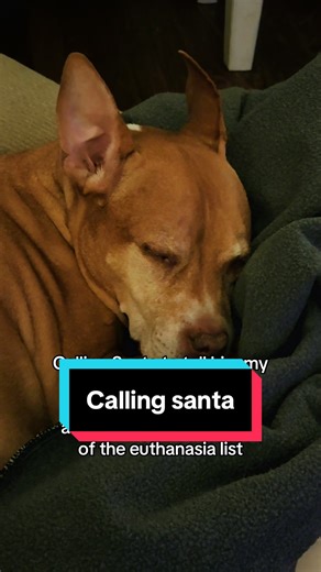 Calling santa for my first Christmas #crueltyfree #raulpeñaranda #raulpenaranda #adoptdontshop