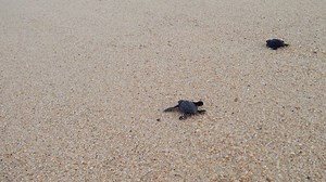 33K views · 857 reactions | There they go! We've been anticipating...