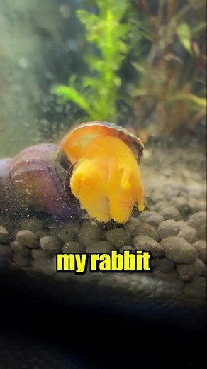 Discovering a Baby Snail in my Aquarium