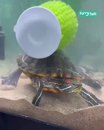 5.9M views · 78K reactions | When you finally scratch that itch that's been annoying you! 藍 | Furry Tails | Facebook