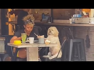 Funny Dogs 2024 That Will Definitely Brighten Your Day😍