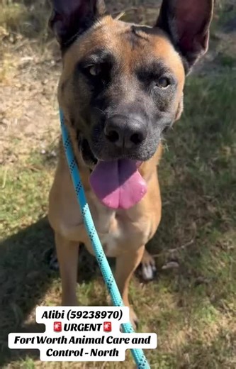 Alibi is a 3-year-old female who came in as a stray. She is a dog-friendly gentle co-exister who enjoys the company of other dogs. Her kennel is well-kept, and she stays busy exploring and engaging with her environment. Alibi has excellent manners, including a perfect