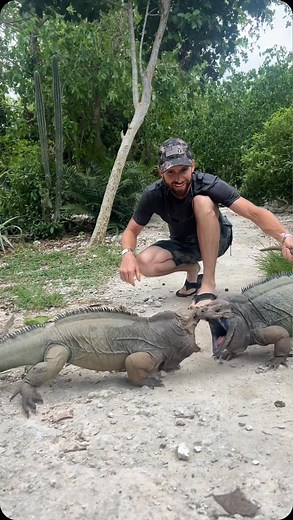 Ryan Boyd on Instagram: "Having fun in the Dominican Republic! The rhinoceros iguana is an endangered species of iguana that is native to the Caribbean island of Hispaniola (shared by Haiti and the Dominican Republic) and its surrounding islands. They got their name from the bony-plated horn which resembles the horn of a rhinoceros on the iguana’s snout. #iguana #iguanalovers #capcana #dominicanrepublic #reptiles #coolreptiles"