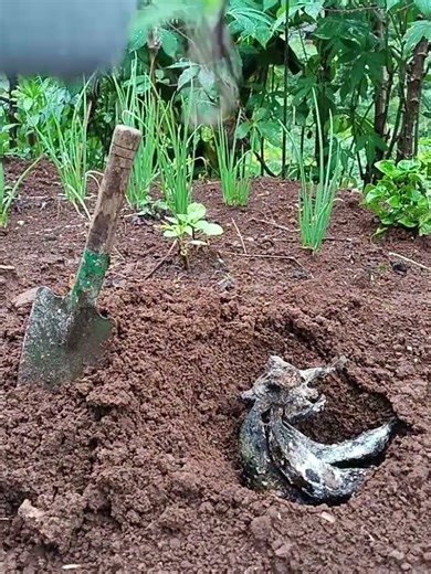 Make simple compost from bananas. It's great for plant nutrition.#gardening #gardeningathome #shorts