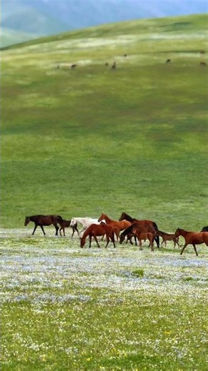 A Paradise Full of Horses and Foals 🐎💚🏔️