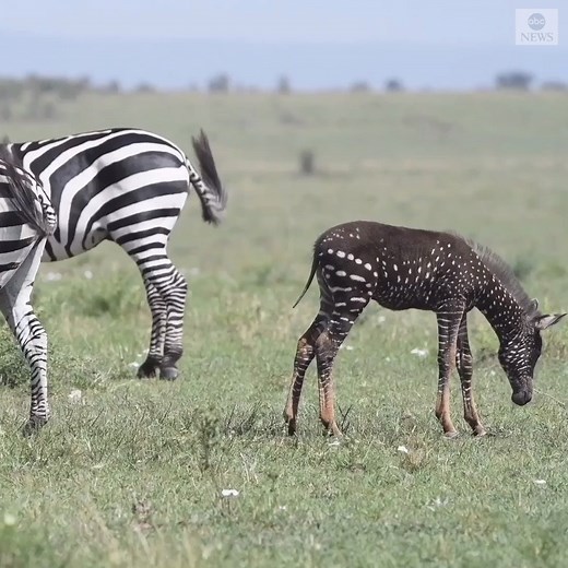 141K views · 3.2K reactions | SEEING SPOTS:A polka-dotted zebra foal grazes near its mother at a wildlife preserve in Kenya. The foal has a condition known as pseudomelanism – a rare genetic disorder where the animal displays an abnormality in their stripe pattern. https://abcn.ws/2ACjDa4 | ABC News | Facebook