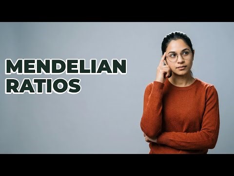 What Phenotype Ratios Come From A Monohybrid Cross?