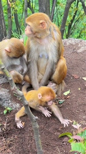 Monkey Baby Wants To Play But Mom Pulls Leg 😂 | Overprotective Monkey Mom