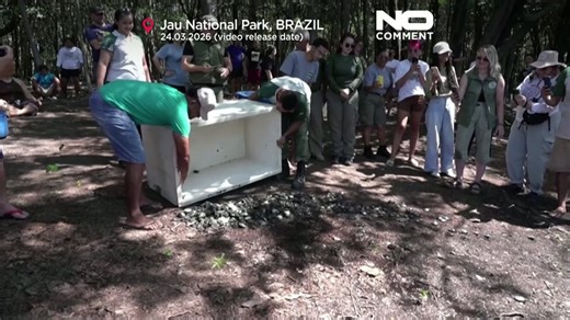1,500 Amazonian turtles released in Brazil's Rio Negro