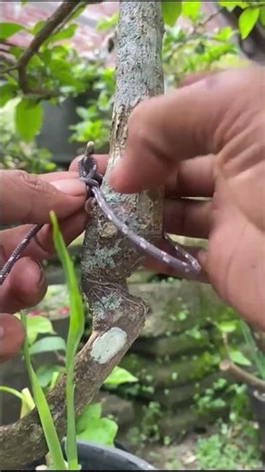 This Tree-Tying Trick Is Shockingly Strong—Try It Now!