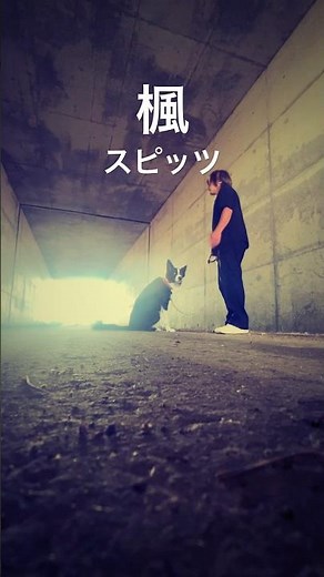 スピッツ「楓」cover