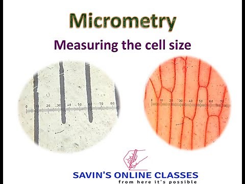 Micrometery : Measuring the cell size by ocular micrometer and stage micrometer