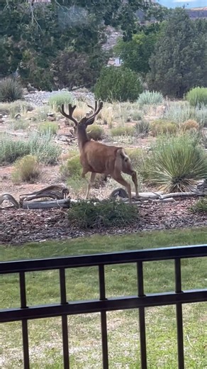 6.7K views · 665 reactions | Close encounters of the antlered kind 歷歷. Sorry for the emotional outburst- I act like a spaceship just landed in our front yard藍. Never’ve seen one THAT close up. Gilly just stood on the bed, silent and in shock. Skipper’s hyena-like scream at the front door | The daily adventures of Gilligan & Skipper | Facebook