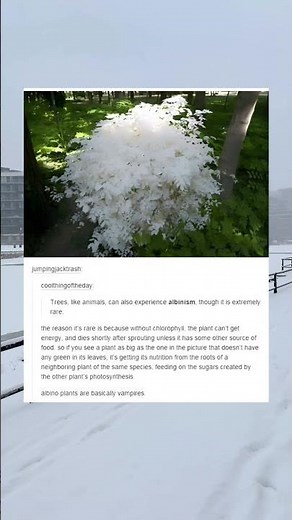 Albino Tree Survives By Stealing Food From Its Neighbors 🌳 #PlantFacts #NatureIsWild
