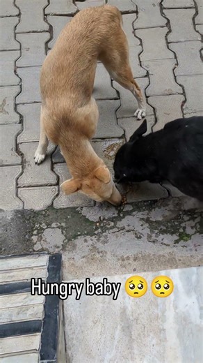 Cute Hungry baby 🥹