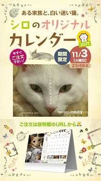【大切なお知らせ】シロの2027年カレンダーを販売します!! #猫 #猫のいる暮らし #保護猫