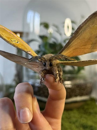 Realistic Antheraea Polyphemus Moth Sculpture – 16 Cm Wingspan - Etsy