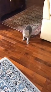 12K views · 974 reactions | Puppy wolf howl.  . . . . . #wolf #wolfdog #wolves #dogs #wolfdog #wolfgirl #animal #wildanimal #snowwolf #animals #roar #pet #homies #bravo #americanwolf #life #morningwolf #native #nativeculture #wolfcommunity #wolfdogpuppy #lonewolf #siberianwolf #wolfdoggy #wolflove #highcontentwolf #wolfdoglove #wolfdogclub #wolfdoghybrid #americanwolfdog | Wolf lovers world | Facebook