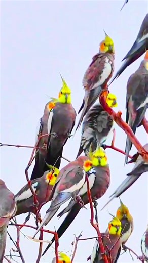 Behavior cockatiels in the wild|#Cockatiels|#explorebirds |#shorts