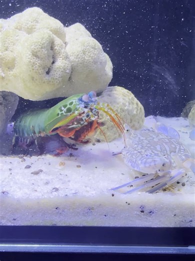 Crab Didn’t Expect This Mantis Shrimp Attack!#viralvideo #video #viral #shorts #aquarium #MantisShrimp