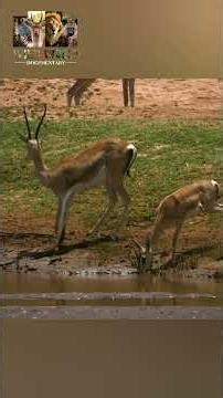 African Rock Python ll #nature #snake #discovery #wildworlddocumentary