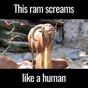 11K views · 129 reactions | Tag someone so they have to listen to this hilarious screaming goat   Message us to feature your pets: m.me/dailycuteanimals Credit: Brave Bison Seventeen PopSugar Cosmopolitan Daily Mail Distractify Diply UNILAD The LAD Bible Viral Thread FailArmy Fortafy Student Problems SoFlo BuzzFeed Animals The Dodo Aaron's Animals | Viral Animals TV | Facebook