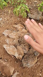 1.6M views · 42K reactions | Crossing Teetar Kids family playing #viralvideochallenge #hunting #birds #viralvideos #rescue #videochallenge | BIRDS EYES | Facebook