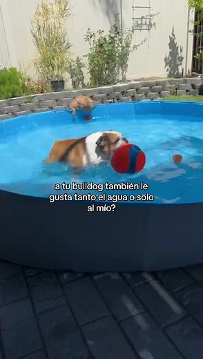Batman es acuatico🙈 #parati #bulldogingles #bulldogsoftiktok #bulldog #alberca #dogswimming #perrostiktokers #perrostiktok #fyp