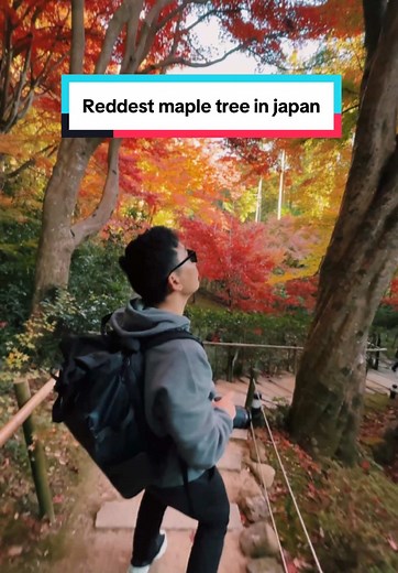 Discover the Reddest Maple Tree in Japan