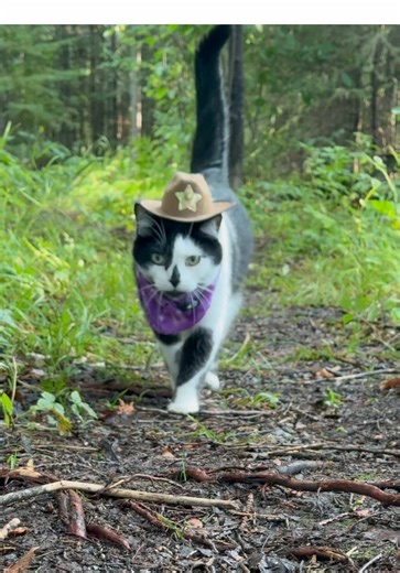 Meowdy purrtners. Lots of forest infractions 🧐 If you’re a fan of Jack Spicer’s kitty cat cowboy content please consider being a real cowpoke and subscribing to his Patreon linked in bio 😊 everything helps ❤️ #cat #cats #catsoftiktok #kittycat #cattok