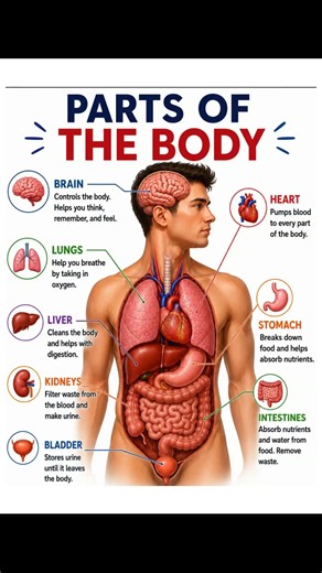 Parts of the Body | Learn Human Body Organs and Their Functions | English Vocabulary