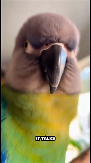 Intelligence Hidden in Color