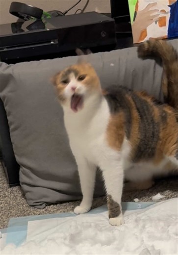 The Adorable Life of a Wobbly Calico Cat