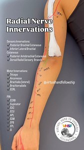 4.7K views · 661 reactions | Sequence of motor innervation for the...