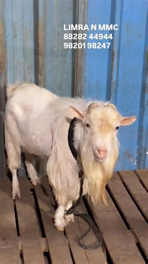 FSA Entertainment on Instagram: "Goats available at Limra Feed and Livestock and Palai Open"