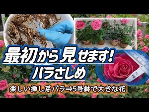 [Rose Cuttings] All the Details 2025🎉 Homemade cutting soil, rooting promotion with Million Novem...