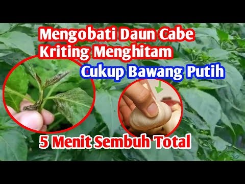 How to Treat Curly Chili Leaves Using Garlic and 2 Other Ingredients