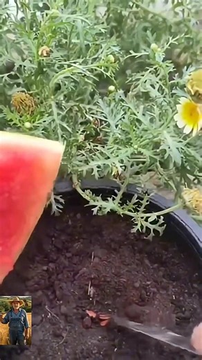 Grow Watermelon from Seeds and Aloe Vera Gel #Gardening